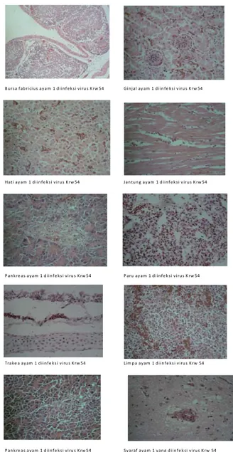 Gambar 1. Perubahan histopathologi organ ayam  yang diinfeksi virus Krw54 