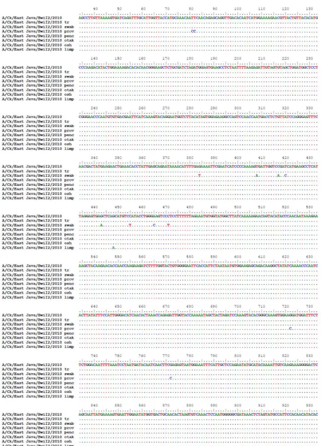 Gambar 2. Multiple sequence alignment virus BwiI2 (origin) dibandingkan dengan virus BwiI2 setelah diinfeksikan  dan dilakukan direct sequencing dari organ ayam 