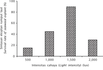 Gambar 3. Sintasan eksplan rumput laut yang dikultur pada media Conwy dengan intensitas cahaya yang berbeda