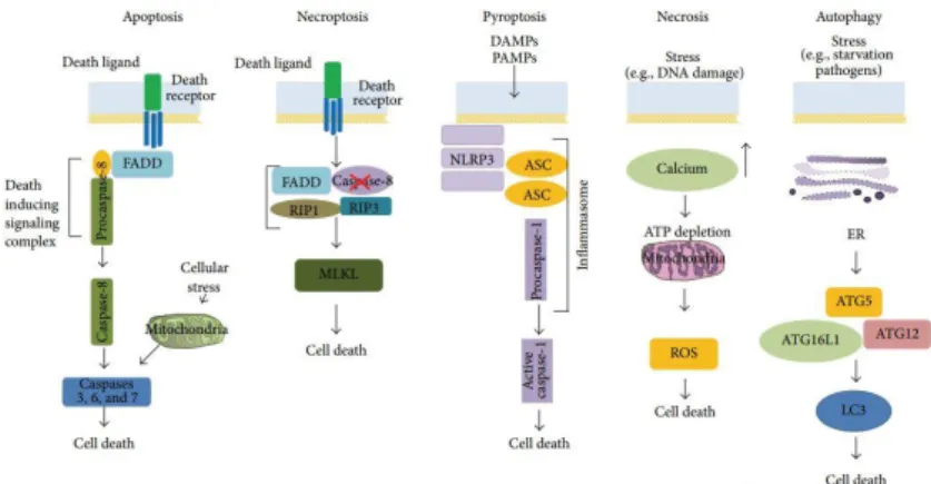 Gambar  2.1. Tipe kematian  sel (Negroni  et al., 2015). 