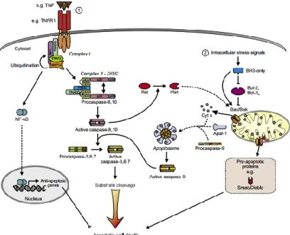 Gambar  2.2. Mekanisme apoptosis (Duprez  et al., 2009). 