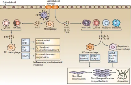 Gambar  2.8 Proses inflamasi  dan rekrutmen  makrofag  (Murray, 2011). 
