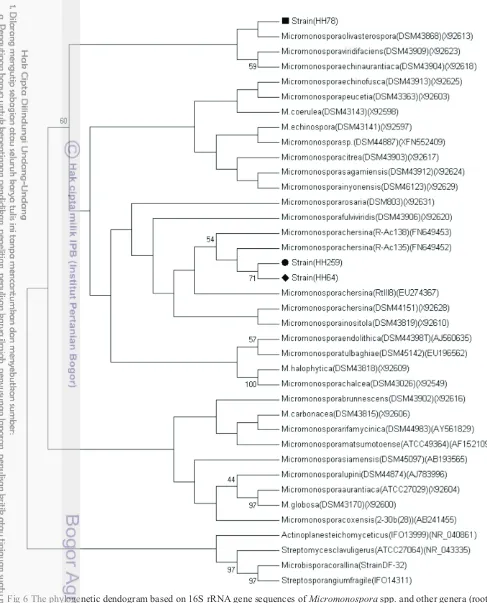 Fig 6 The phylogenetic dendogram based on 16S rRNA gene sequences of Micromonospora spp