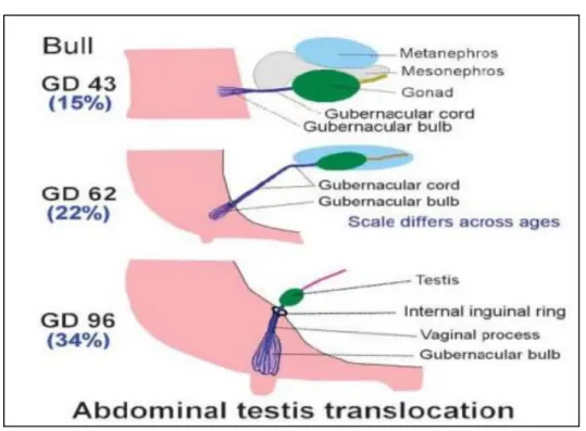 Gambar 2. Migrasi testis transabdominal (Amann and Veeramachaneni, 2007) 