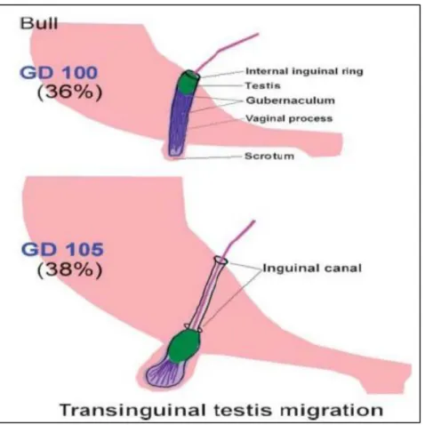 Gambar 3. Migrasi testis transinguinal (Amann and Veeramachaneni, 2007) 