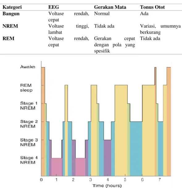 Tabel 2. Perbandingan Keadaan Bangun, Tidur NREM dan Tidur REM. 14    Kategori  EEG   Gerakan Mata  Tonus Otot  Bangun  Voltase  rendah, 