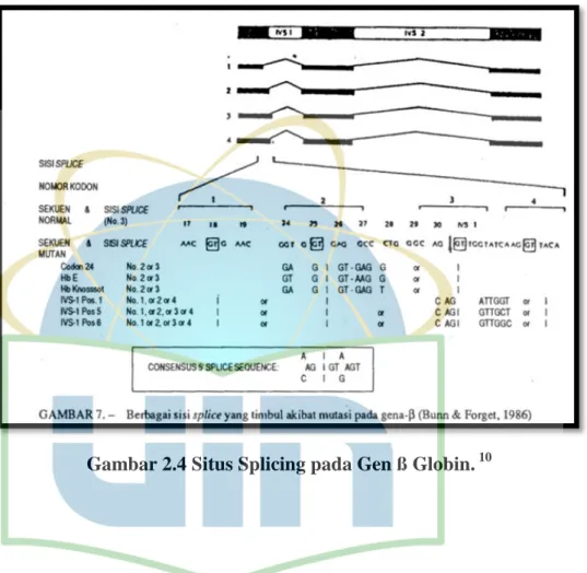 Gambar 2.4 Situs Splicing pada Gen ß Globin.  10 