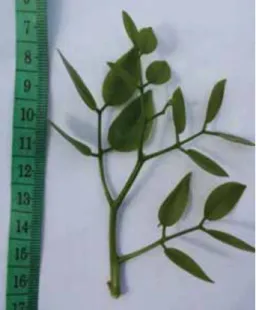 Gambar 3.  Induksi bunga merbau dengan ukuran  daun yang mengecil (Baskorowati, 2013) 
