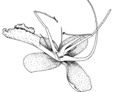 Gambar 6a.   Putik dan benang sari mulai layu setelah  pembuahan (Skala 1:5, Inorontoko, 2015) 