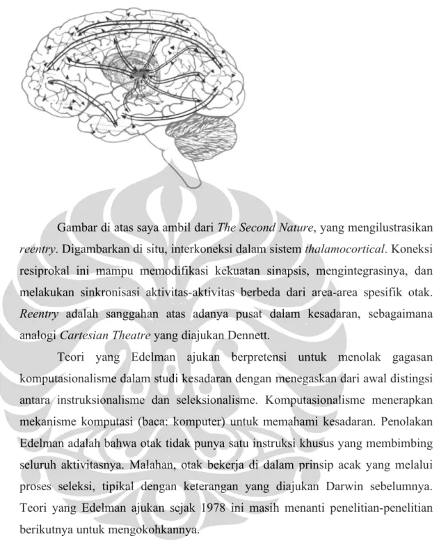 Gambar di atas saya ambil dari The Second Nature, yang mengilustrasikan  reentry. Digambarkan di situ, interkoneksi dalam sistem thalamocortical