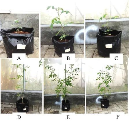 Gambar 2. Tinggi Tanaman Tomat pada 7 MST; A =. P0B0;         