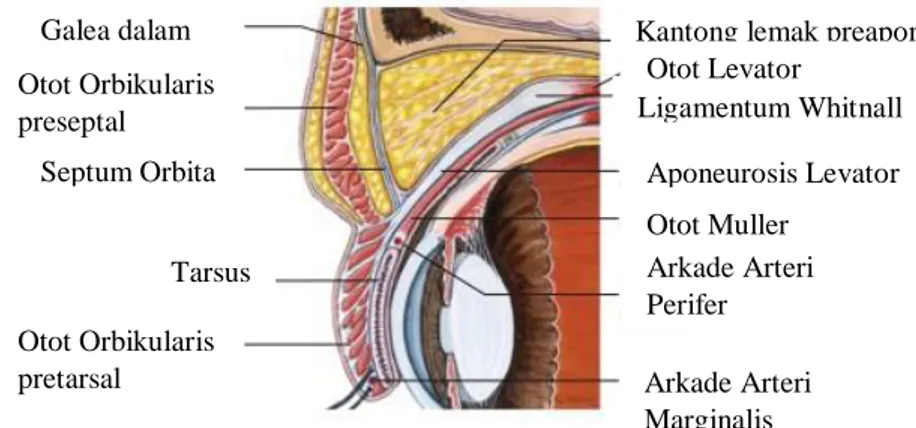 Gambar 2.4 Anatomi palpebra, penampang sagital              Dikutip dari Brar V.S. 1 