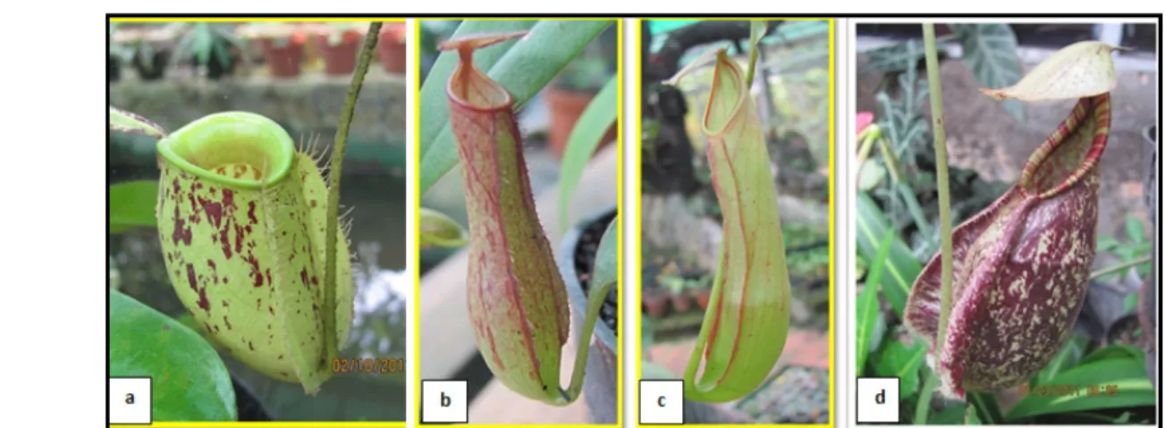 Gambar 1. a) Nepenthes ampullaria,  b)  Nepenthes gracilis,  c) Nepenthes mirabilis, d) Nepenthes  rafflesiana
