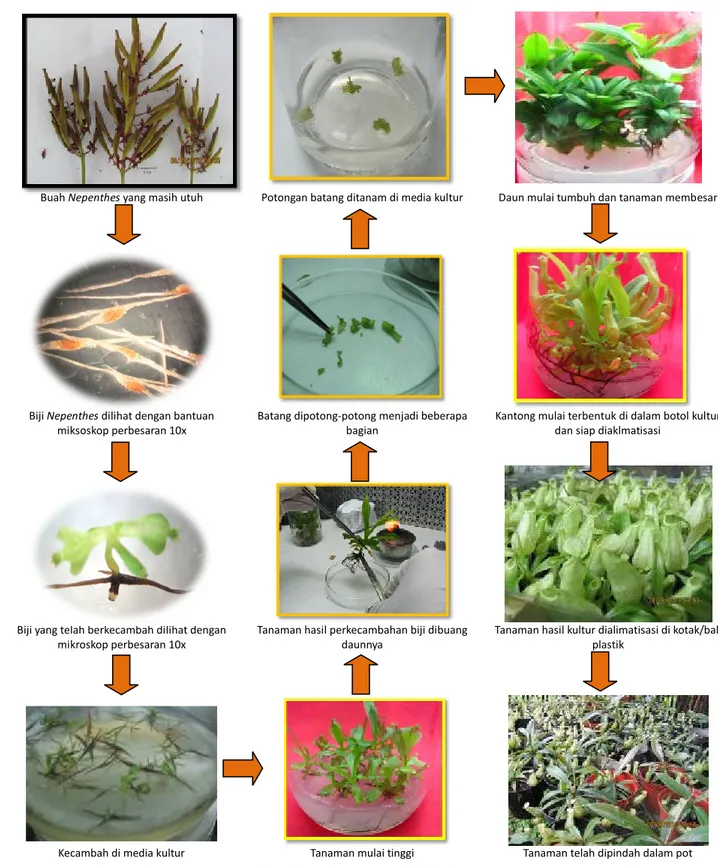 Gambar 2. Skema perbanyakan Nepenthes spp. melalui kultur biji sampai menjadi produk