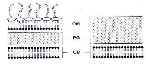 Gambar 1. Struktur dinding sel bakteri Gram negatif dan Gram positif                  (Lohner, 2001) 