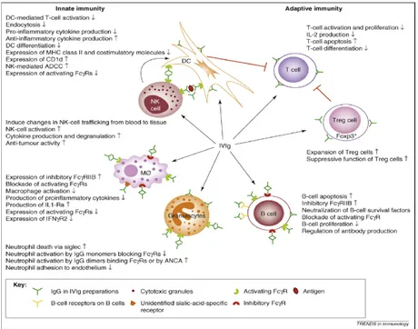Gambar 1. Mekanisme kerja IgIV pada imunitas seluler  