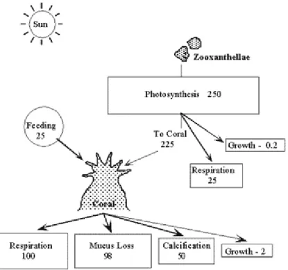 Gambar 2. Hubungan simbiosis mutualisme karang dan zooxanthellae (Cunning, 2007)