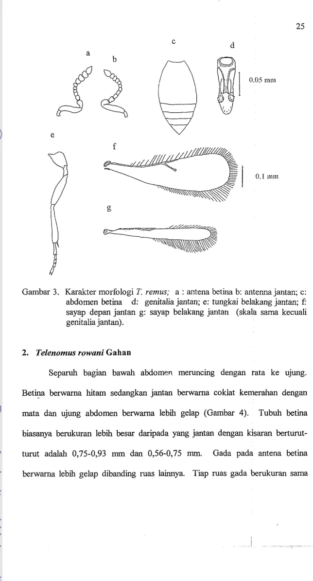 Gambar 3.  Karakter morfologi T.  remus;  a  :  antena betina b:  antenna jantan;  c: 