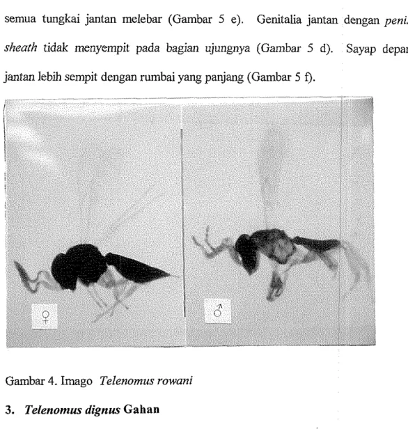 Gambar 4. Imago  Telenomus rowani  3.  Telenomus  dignus  Gahan 