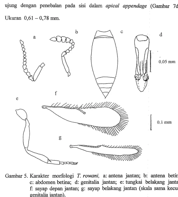 Gambar  5.  Karakter  morfologi  T.  rowani,  a: antena  jantan;  b:  antena  betina; 