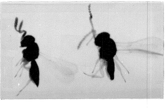 Gambar 6.  Telenomus dignus, imago betina (kiri) dan imago jantan  (kanan) 