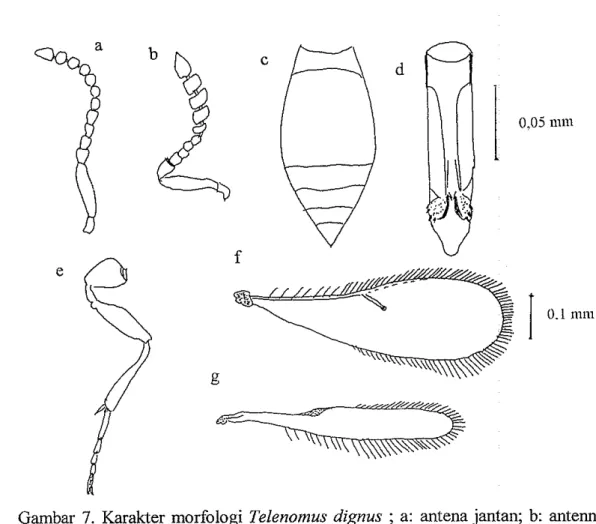 Gambar  8. Imago Telenomus dignoides. 