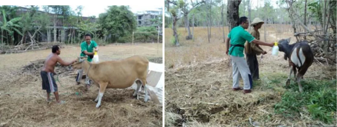 Gambar 6. Pengabdi sedang memberikan obat parasit eksternal (spraying) pada ternak sapi 