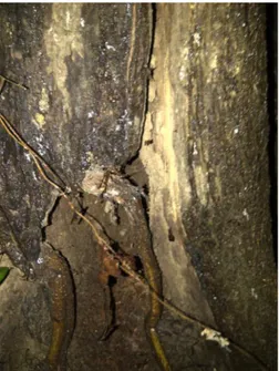 Gambar  3.  Serangan  Jamur  pada  pohon  Shorea  leprosula  Miq di lokasi penelitian 