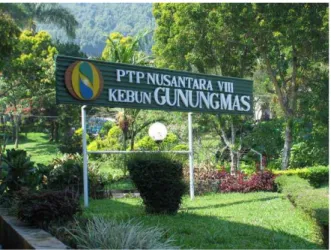 Gambar 1. PTP Nusantara VIII kebun Gunungmas 