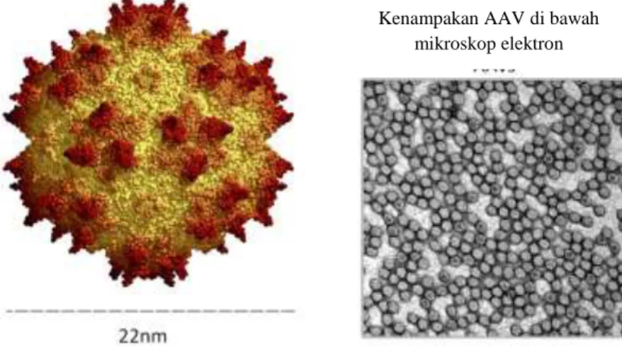 Gambar 9. Struktur Adeno-associated virus (Abs, 2016) Terapi  gen  dengan  vektor  AAV 