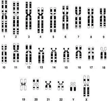 Gambar 1. Kariotipe genom manusia (Chaterine, 2010) Terapi Gen 