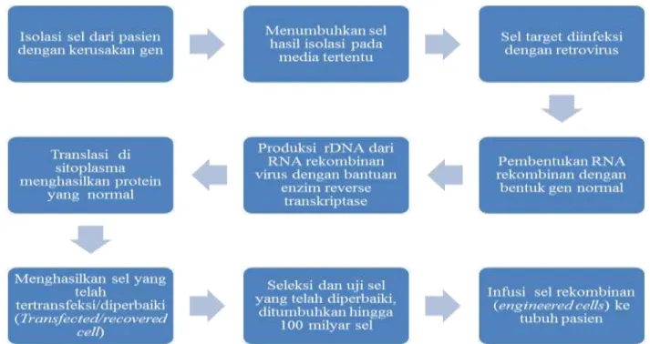 Gambar 4. Terapi gen secara ex vivo (Baldor, 2012)  Transfer Gen 