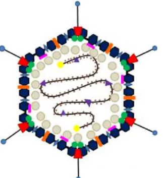 Gambar 6. Struktur adenovirus terdiri dari dua protein utama yaitu protein inti dan protein kapsid  (Waye &amp; Sing, 2010) 