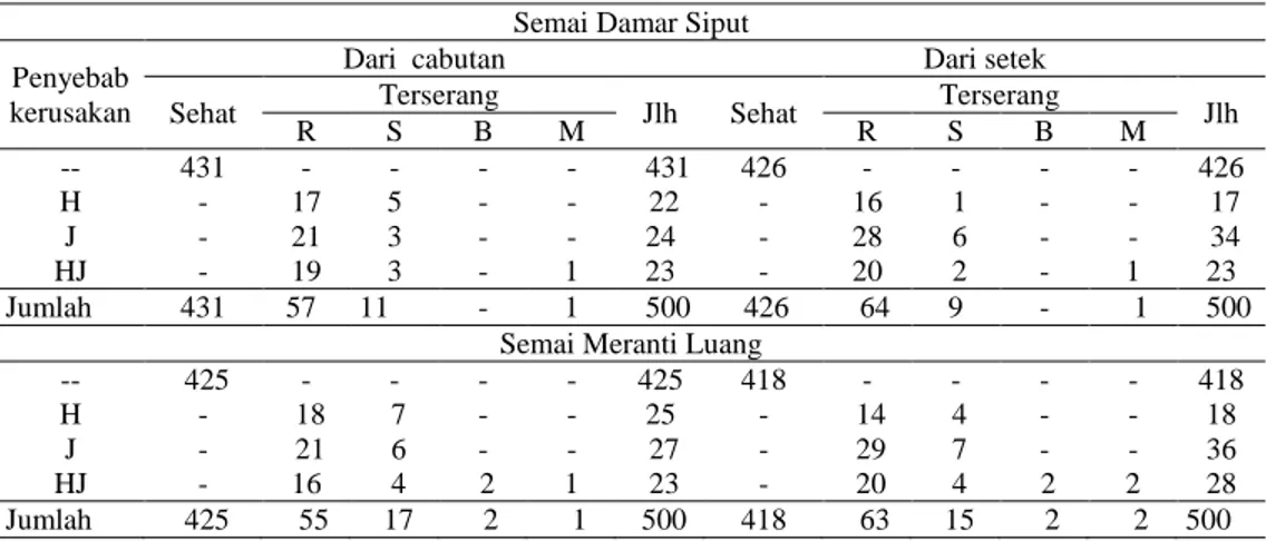 Tabel 5. Jumlah Semai Sehat dan Terserang Hama (H), Jamur (J) serta Kombinasinya (HJ) di  Persemaian PT Inhutani I Long Nah 