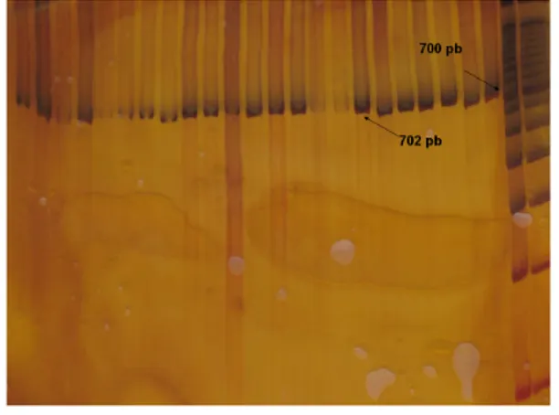 Gambar 2. Profil DNA Tor tambroides hasil amplifikasi menggunakan pasangan primer COI F dan COI R.