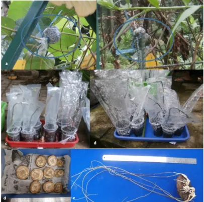 Gambar  1.  Studi  perbanyakan  vegetatif  pada  bidara  upas  koleksi  Kebun  Raya;  cangkok  pada  0  bulan  pengamatan (1a); cangkokan pada 3 bulan pengamatan (1b); stek pada 0 bulan pengamatan (1c); 