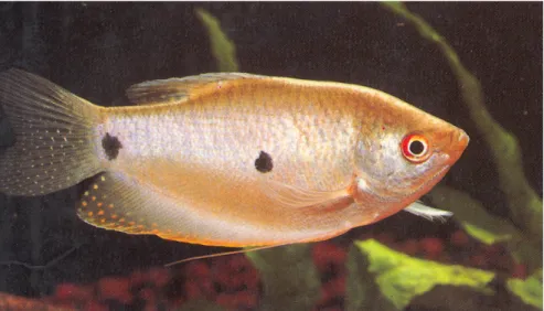 Gambar 2. Ikan sepat rawa (Trichopterus trichopterus Pall).