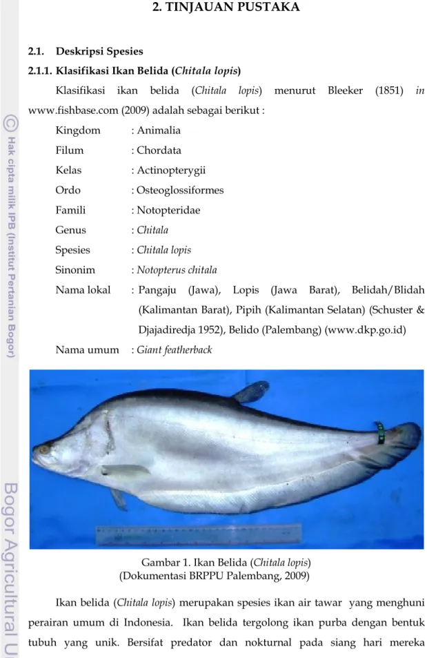 Gambar 1. Ikan Belida (Chitala lopis)                                   (Dokumentasi BRPPU Palembang, 2009)