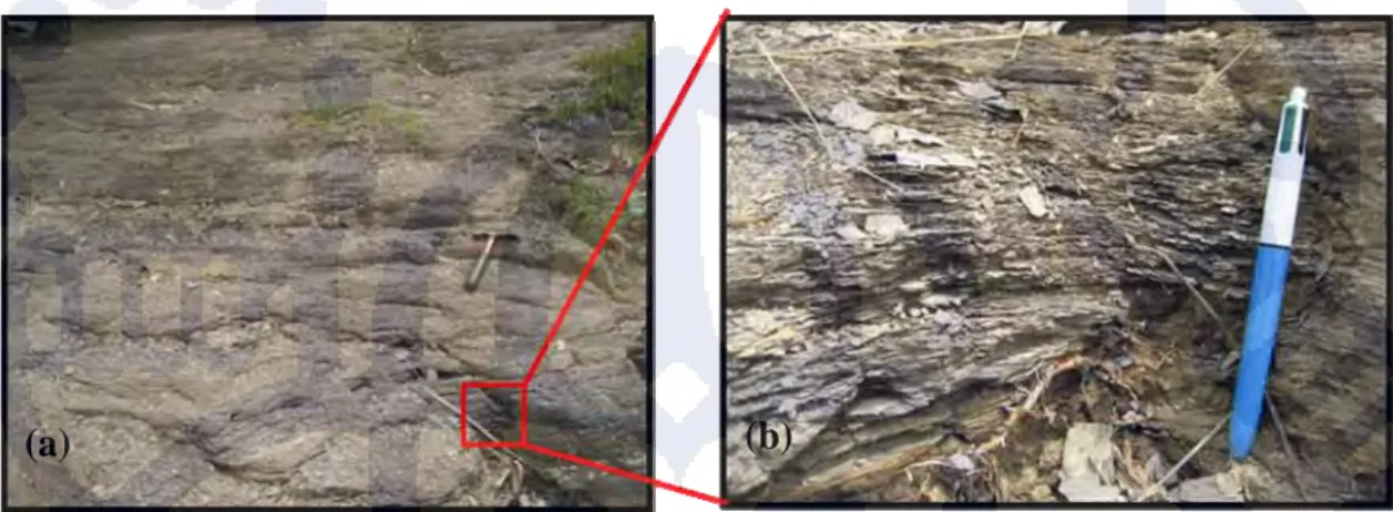 Foto 3.7. Singkapan serpih di lokasi DTR-2 (a) dan kenampakan khas papery shale (b)