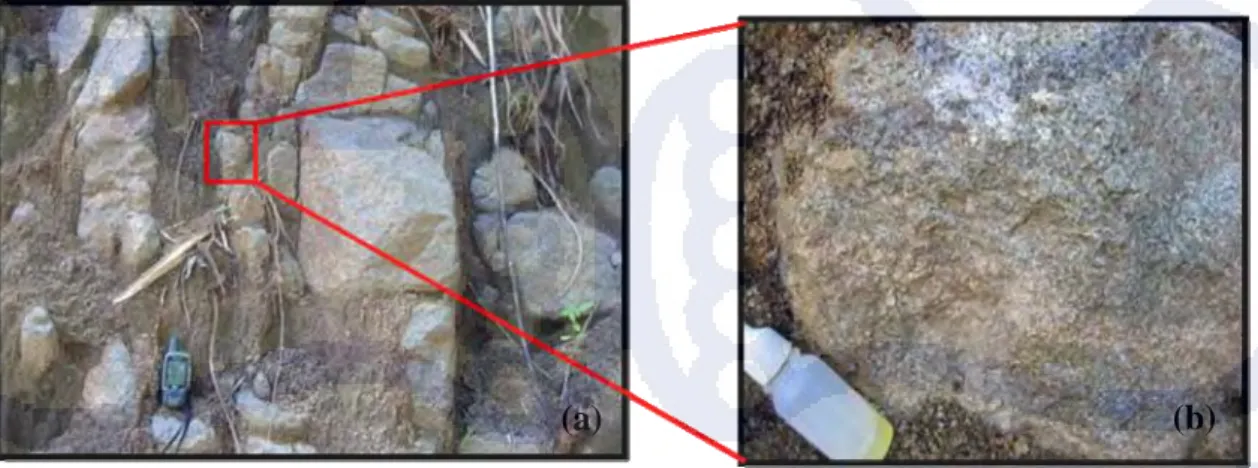 Foto 3.5. Foto singkapan granit di Desa Sipang (a) dan   kenampakan batuan dalam skala hand specimen (b)  