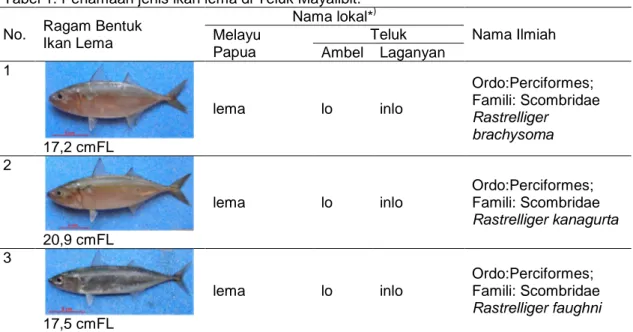 Tabel 1. Penamaan jenis ikan lema di Teluk Mayalibit. 