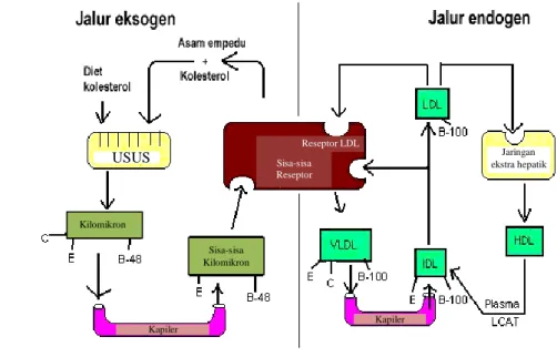 Gambar 6  Metabolisme lipoprotein. 
