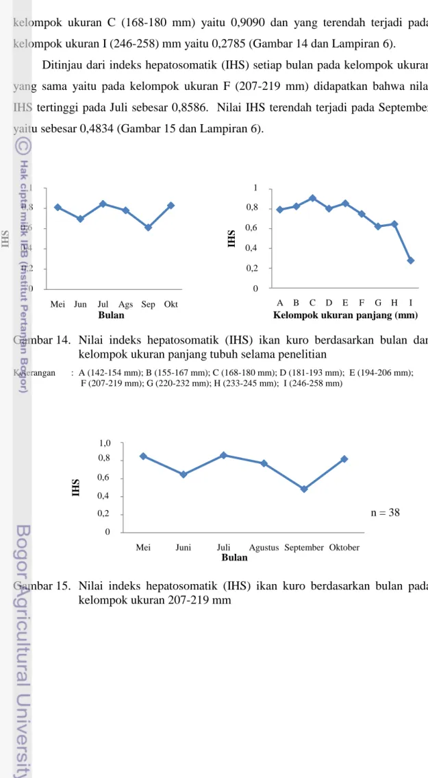 Gambar 14.   Nilai  indeks  hepatosomatik  (IHS)  ikan  kuro  berdasarkan  bulan  dan  kelompok ukuran panjang tubuh selama penelitian 