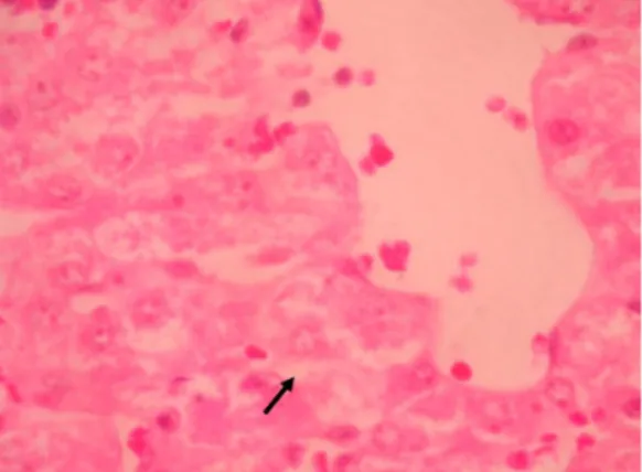 Gambar  4.  Gambaran  histopatologi  ginjal  babi  pada  perlakuan  2,5%.  Ditemukan  perubahan  berupa  nekrosis  pada  tubulus  proksimal  dan  tubulus  distal  ( )