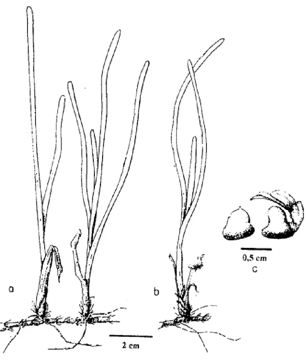 Gambar : a. bentuk vegetatif Thallasia testudinum  b. bentuk reproduktif dengan buah yang tua 