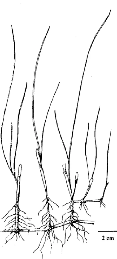 Gambar : bentuk vegetatif Spyringodium filiforme 