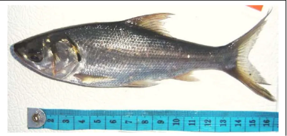 Gambar 1. Ikan motan (Thynnichthys thynnoides)  (Sumber: Koleksi Nurdawati) 