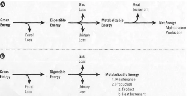 Ilustrasi 1. Konsep pembagian energi metabolisme  A) Sistem Net Energi. B)  Sistem ME (Latshaw dan Moritz, 2009) 