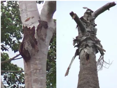 Gambar 2. Lubang sarang kakatua pada pohon Kelumpang  S. foetida (kiri) dan Gebang C. utan (kanan)