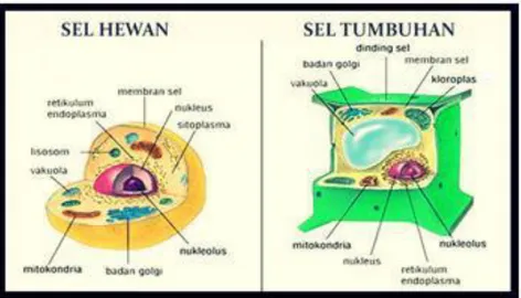 Gambar Telur ayam sebagai contoh sel 